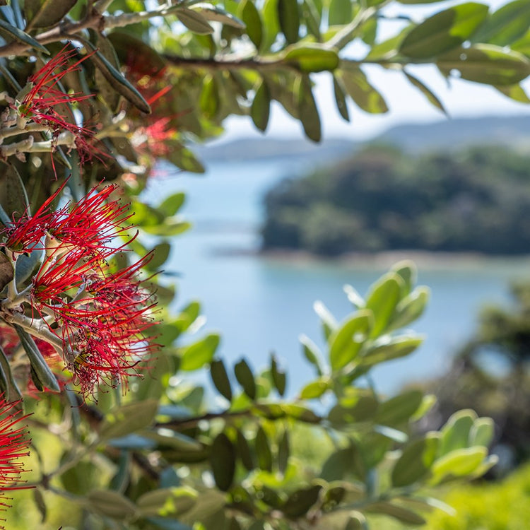 Coastal & Wind Tolerant Plants