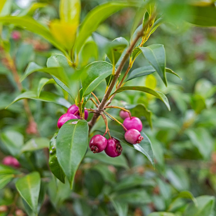 Hedging & Screening