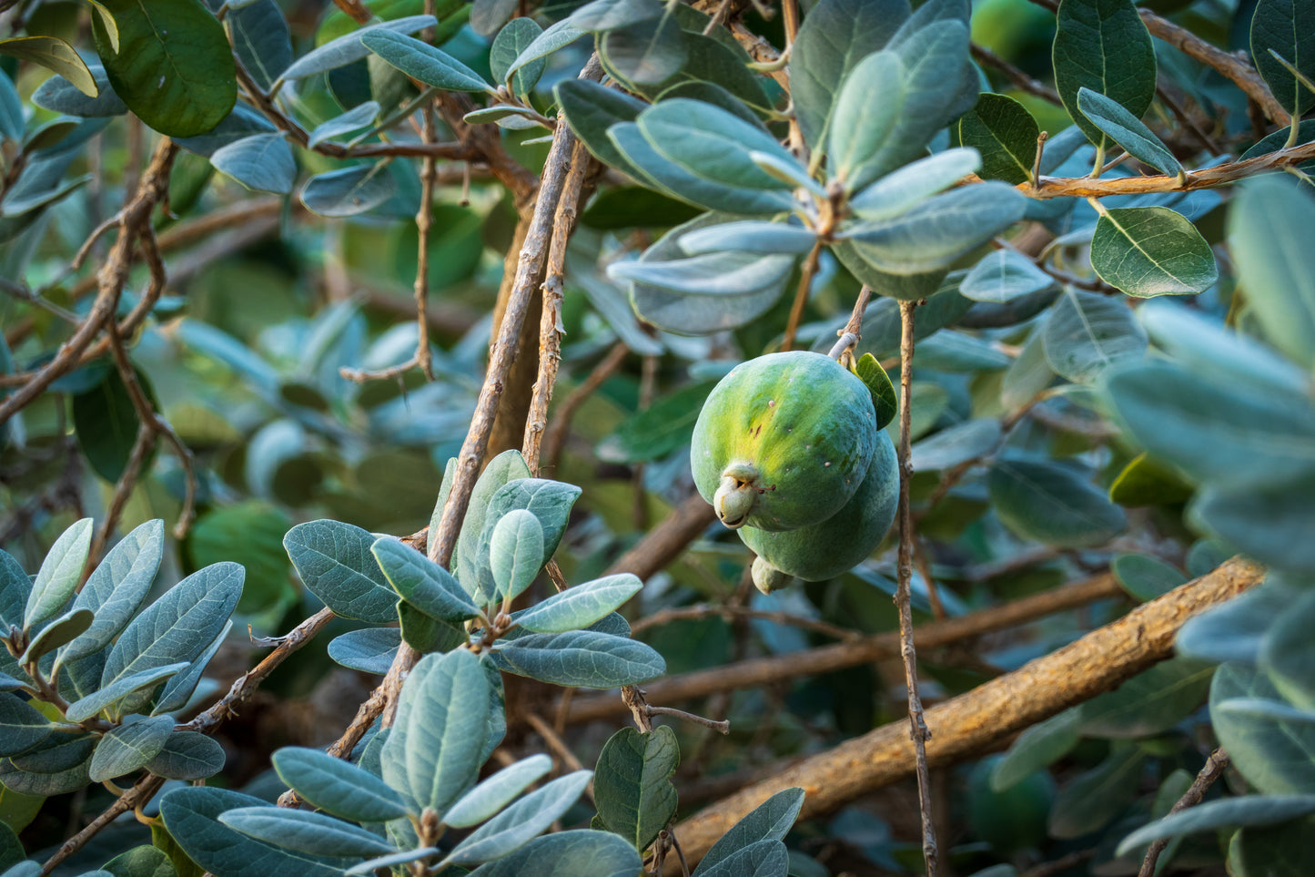 Feijoa