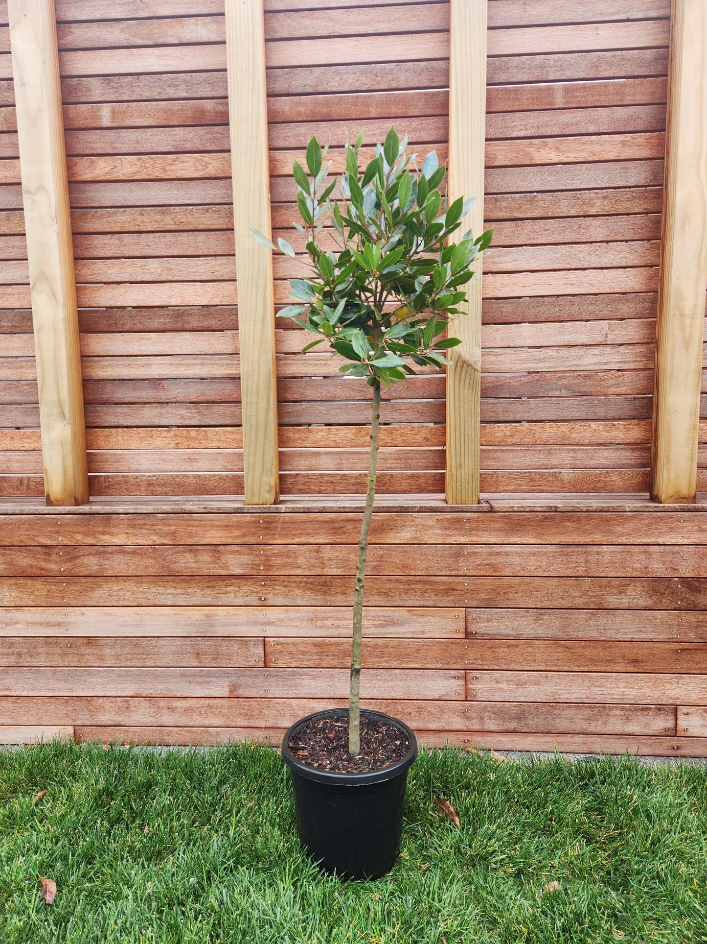 Bay Tree (Laurus Nobilis) - Standard Topiary