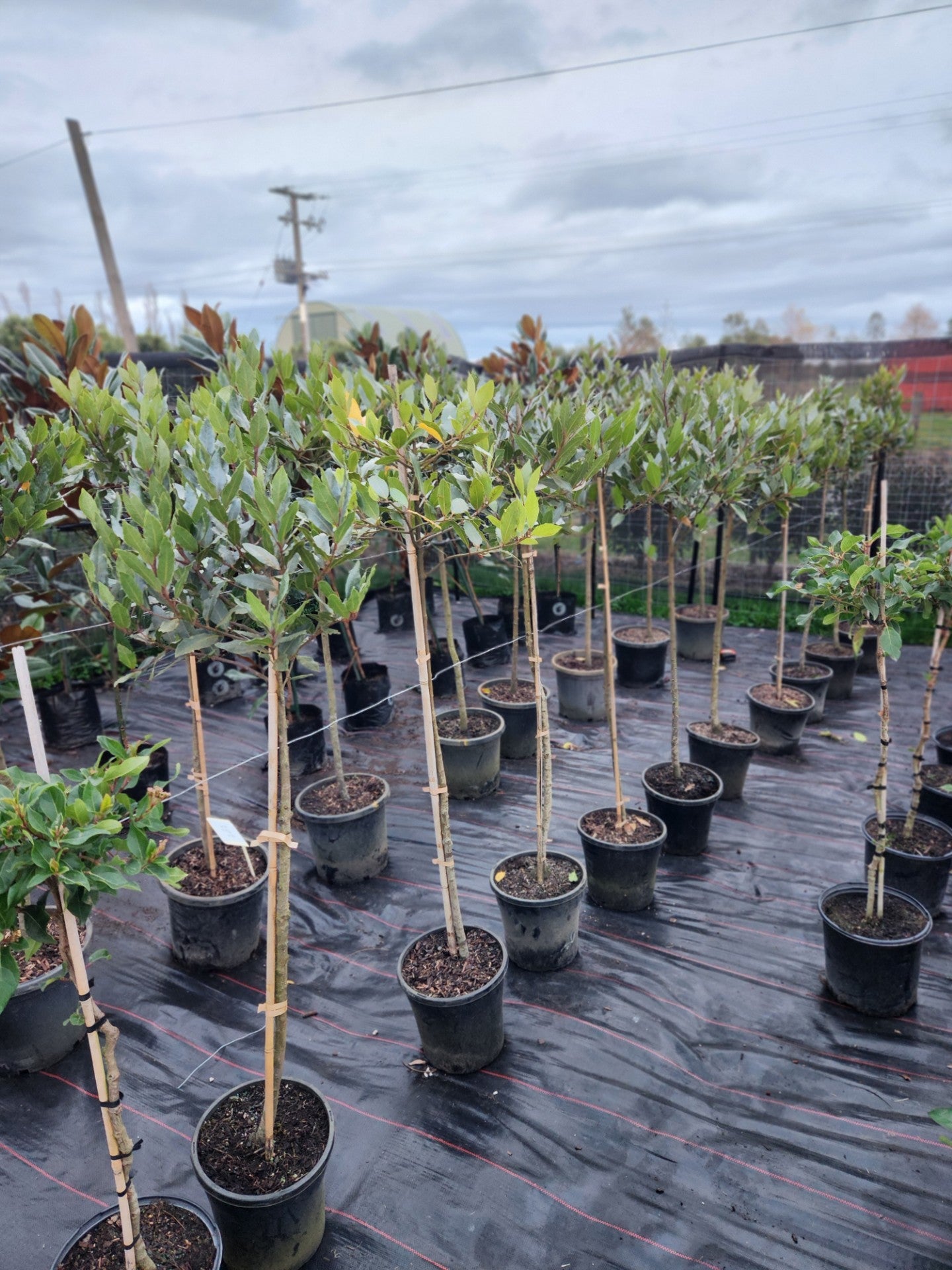 Bay Tree (Laurus Nobilis) - Standard Topiary