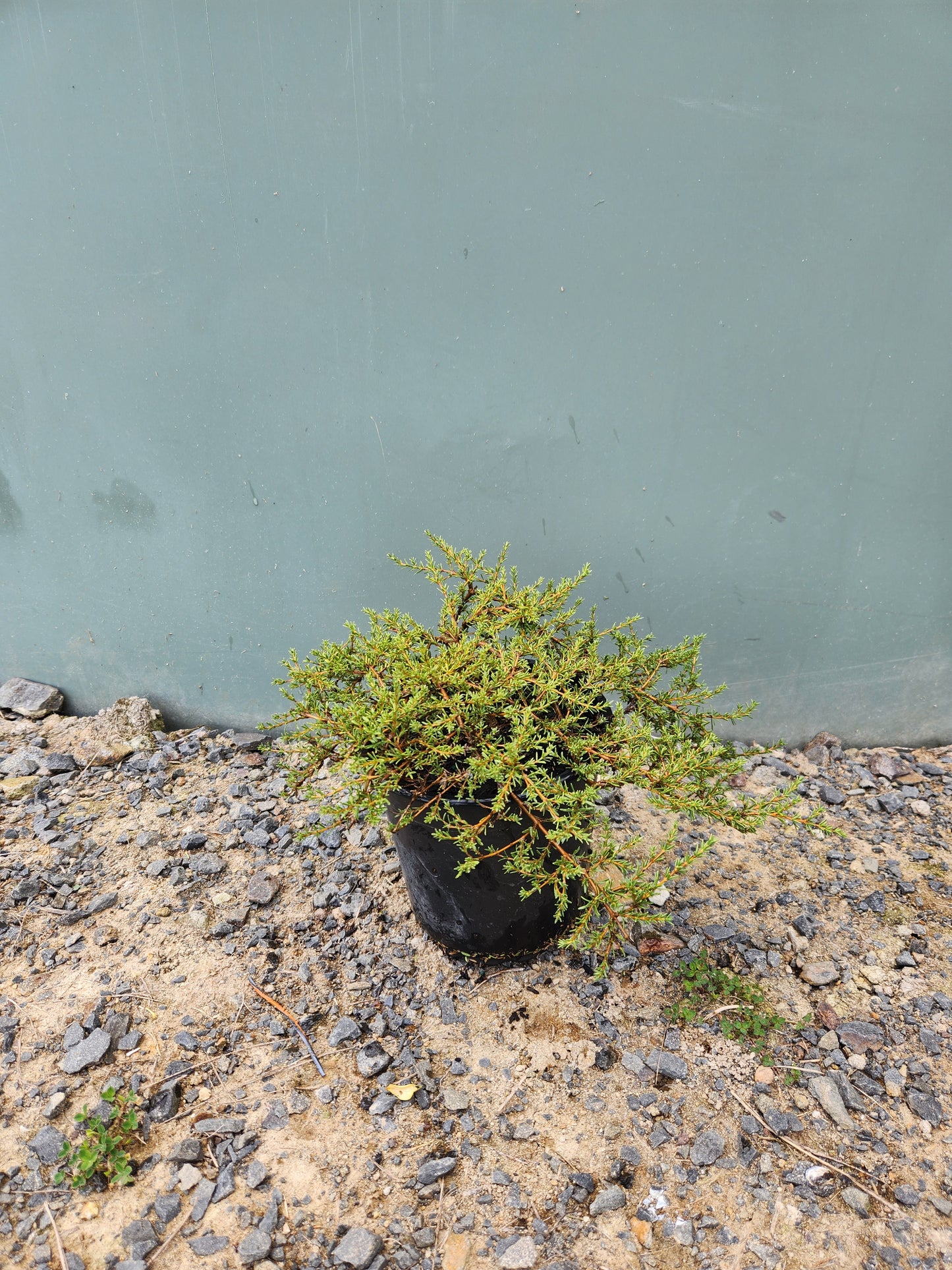 Coprosma Hawera