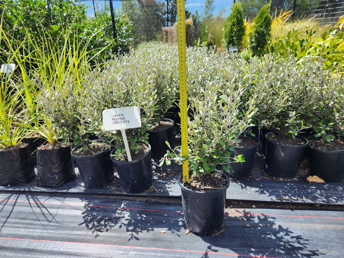 Corokia 'Frosted Chocolate' Plant
