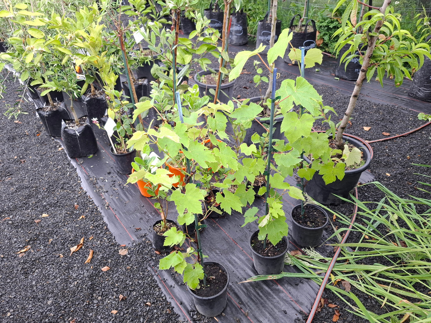 Grape ‘Niagara’ – White Table Grape