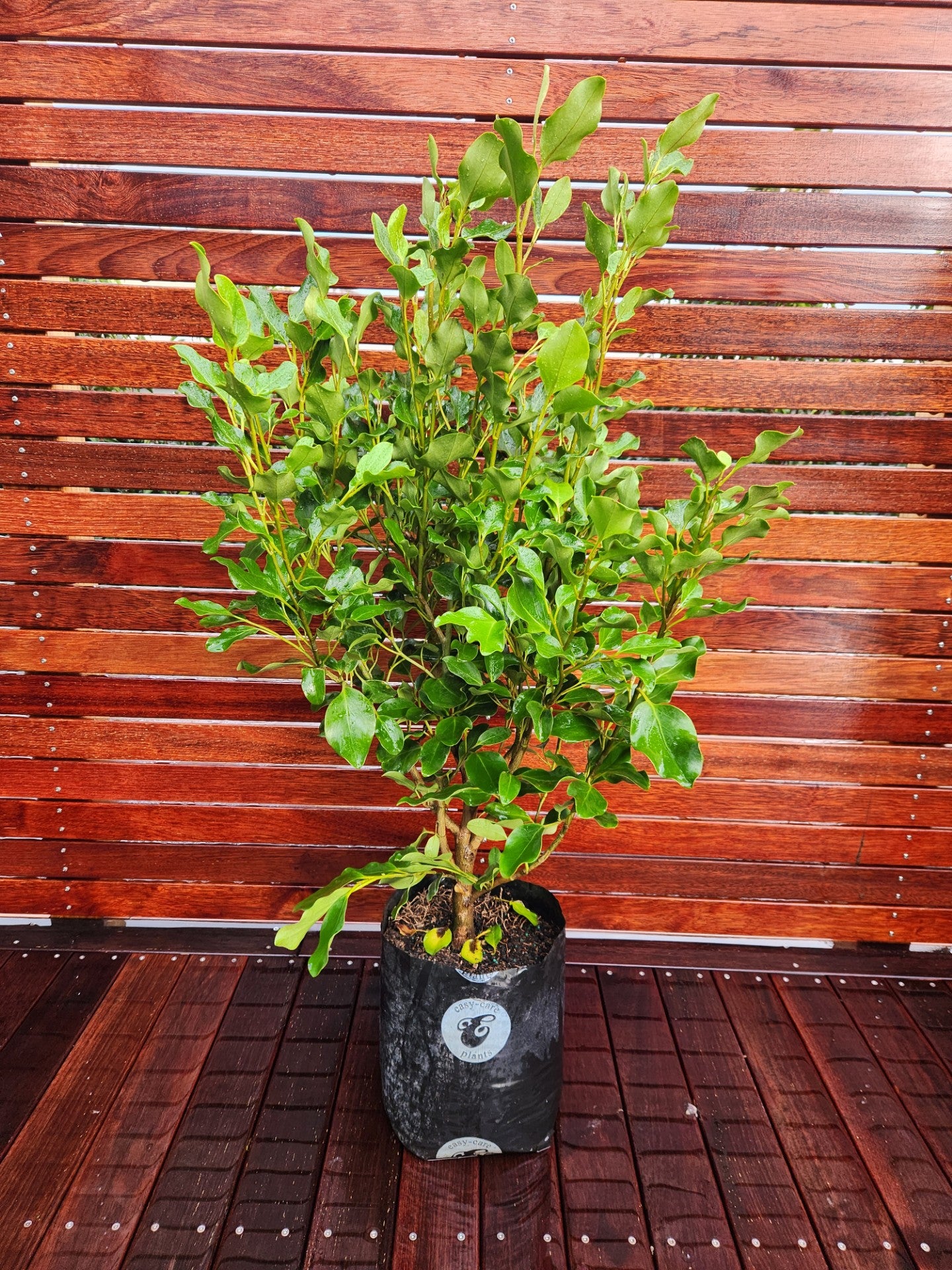 Griselinia Littoraris Broadway Mint