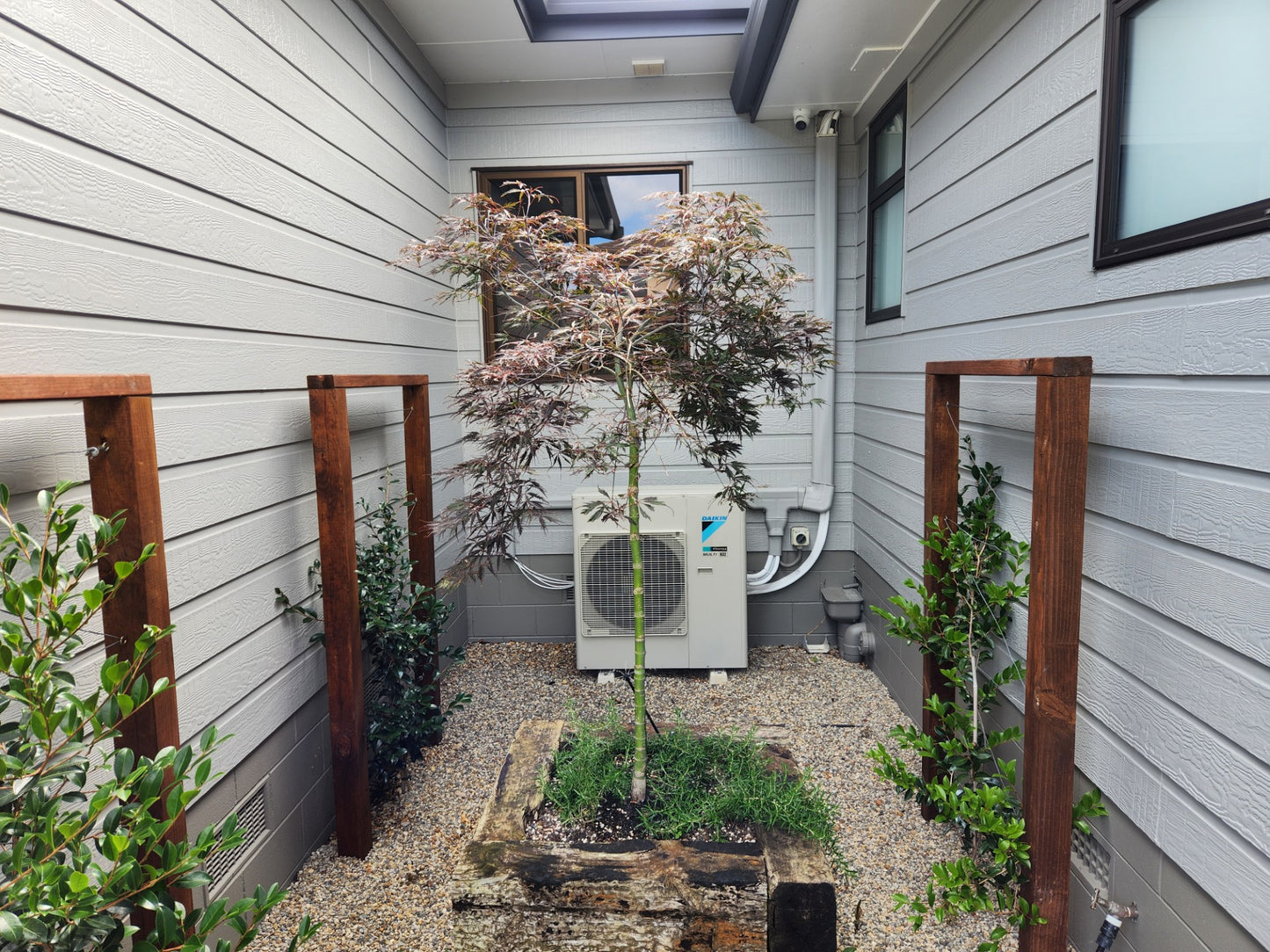 Japanese Maple - Weeping (Acer Tamukeyama)