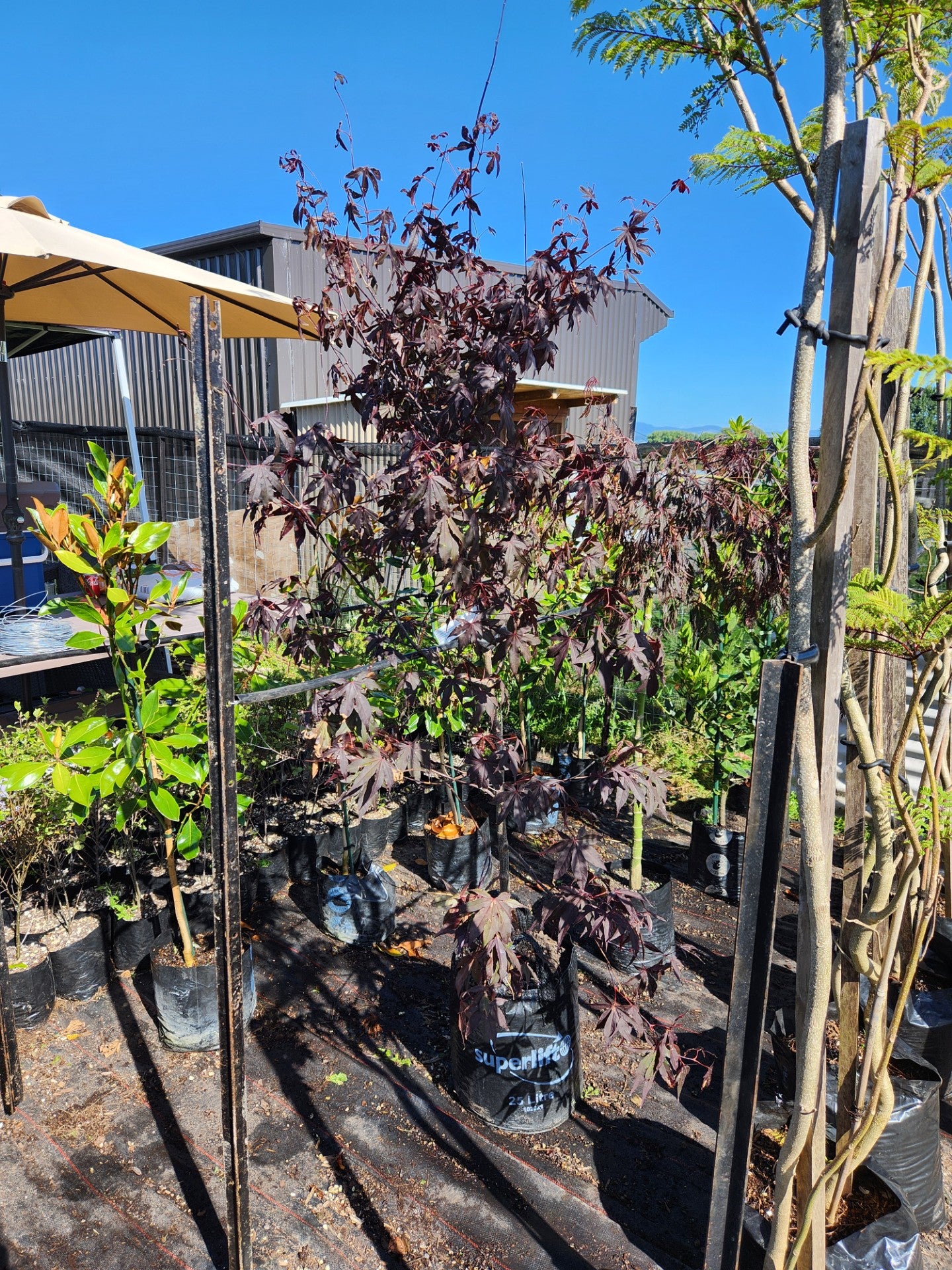 Japanese Maple - Acer 'Red Emperor'
