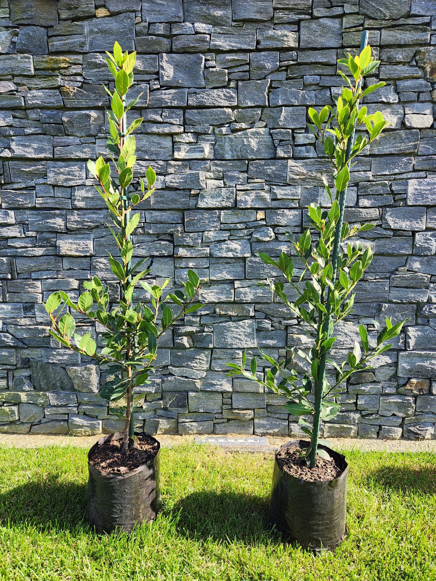 Bay Tree (Laurus Nobilis) - Pillar Form