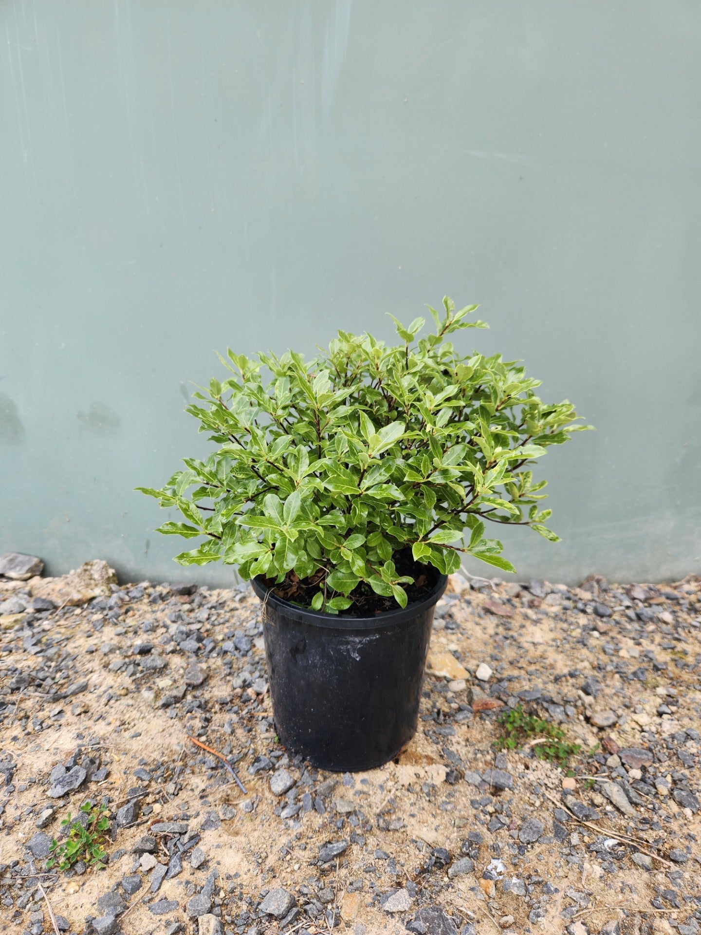 Pittosporum Pom Pom