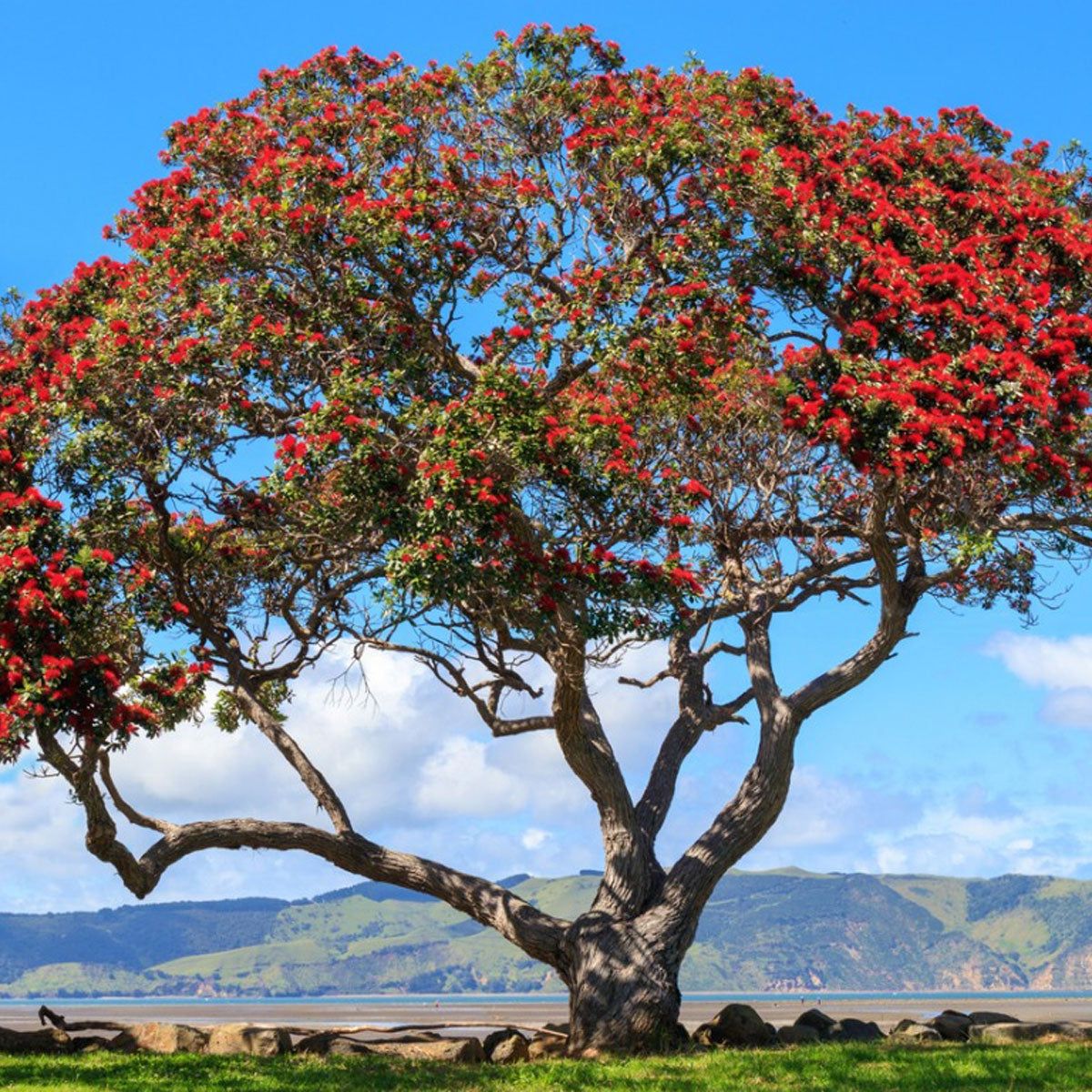 Pōhutukawa common (Metrosideros excelsa)