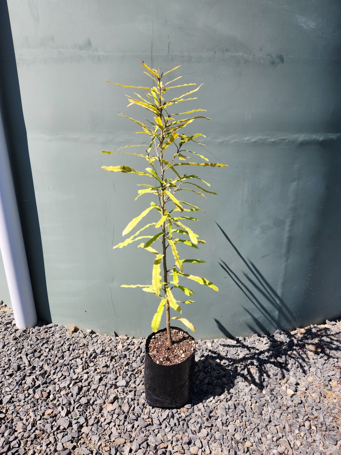 Rewarewa Tree (Knightia excelsa)