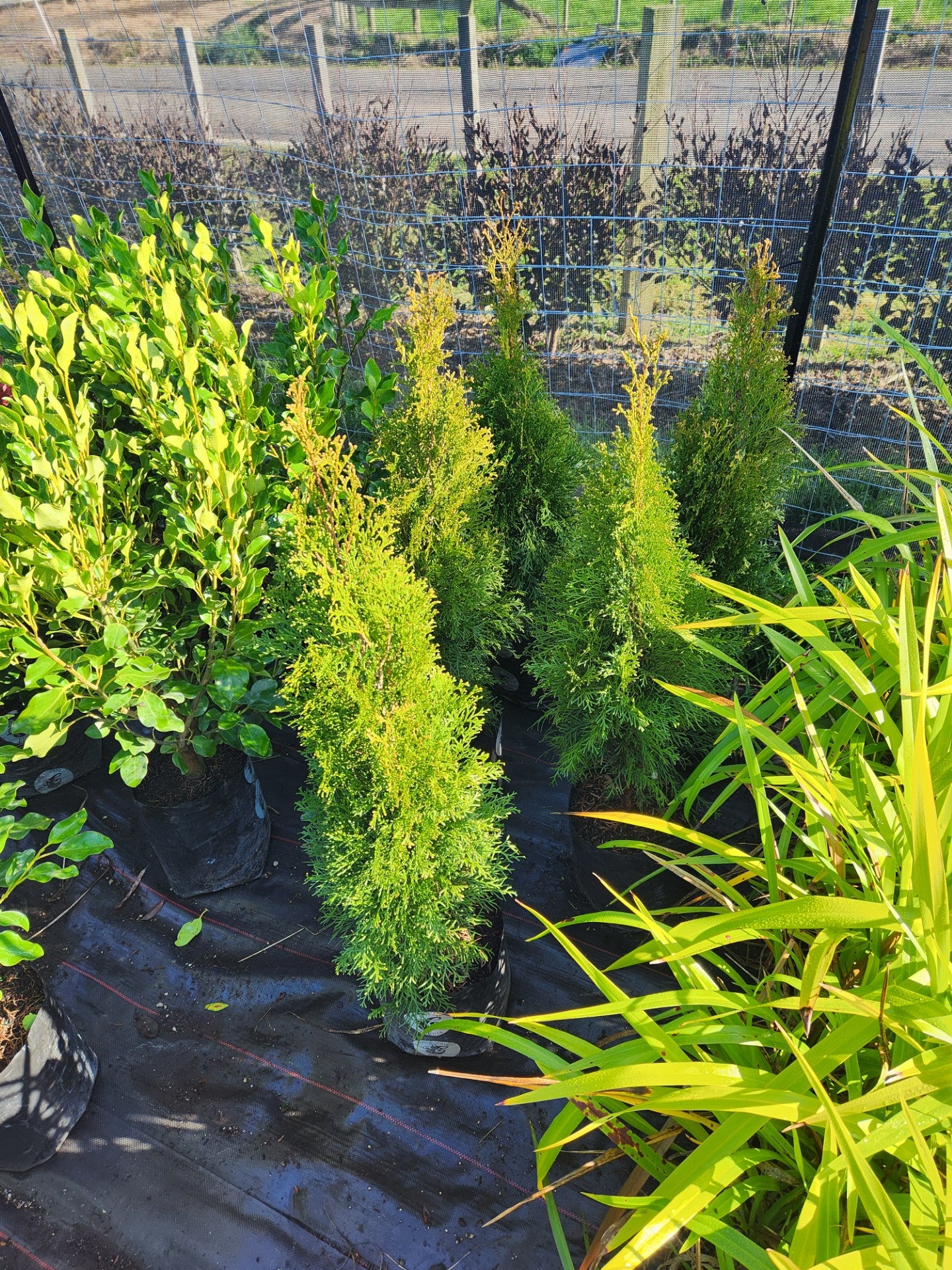 Thuja occidentalis ‘Smaragd’