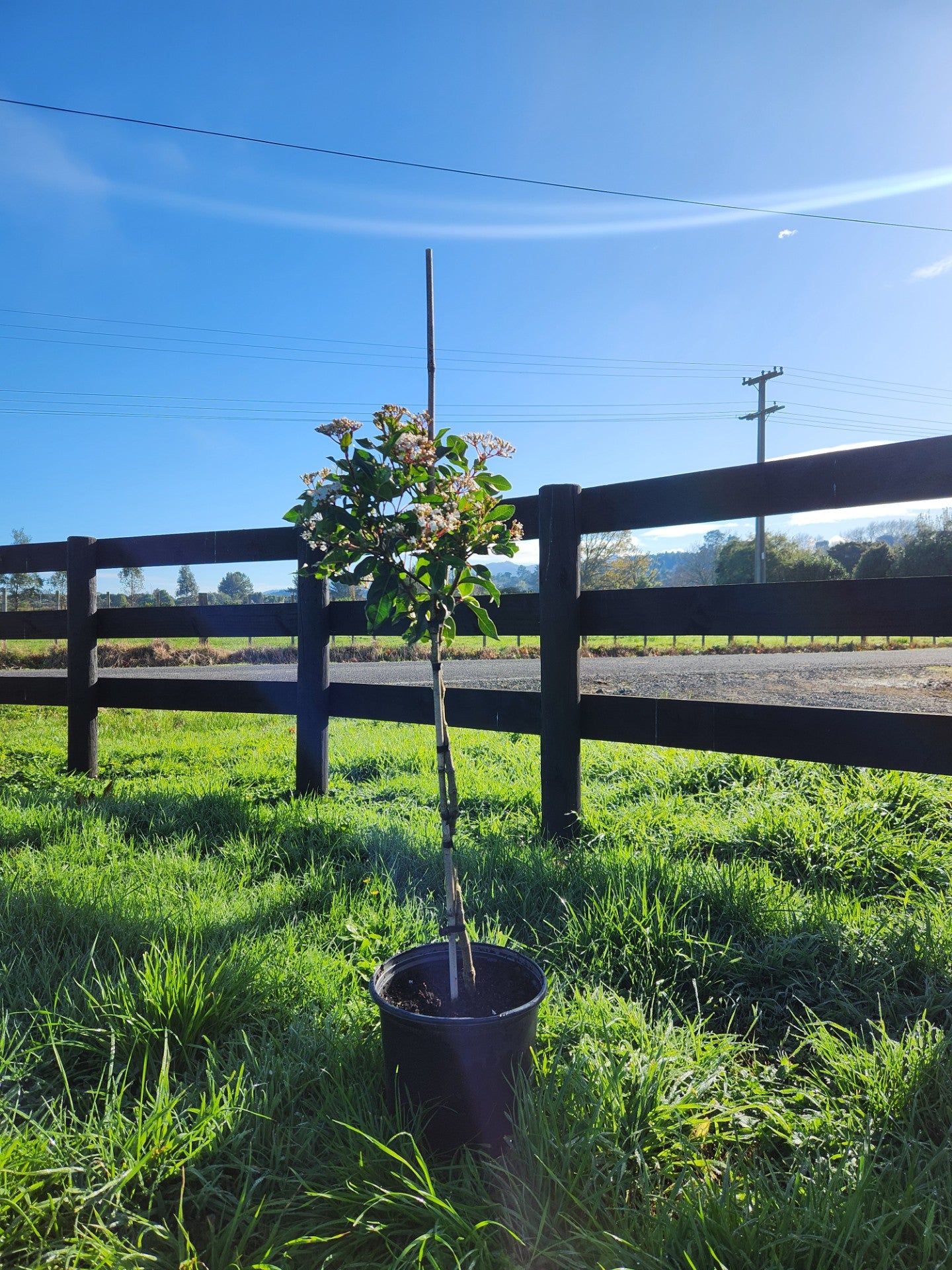 Viburnum Eve Price - Standard Topiary