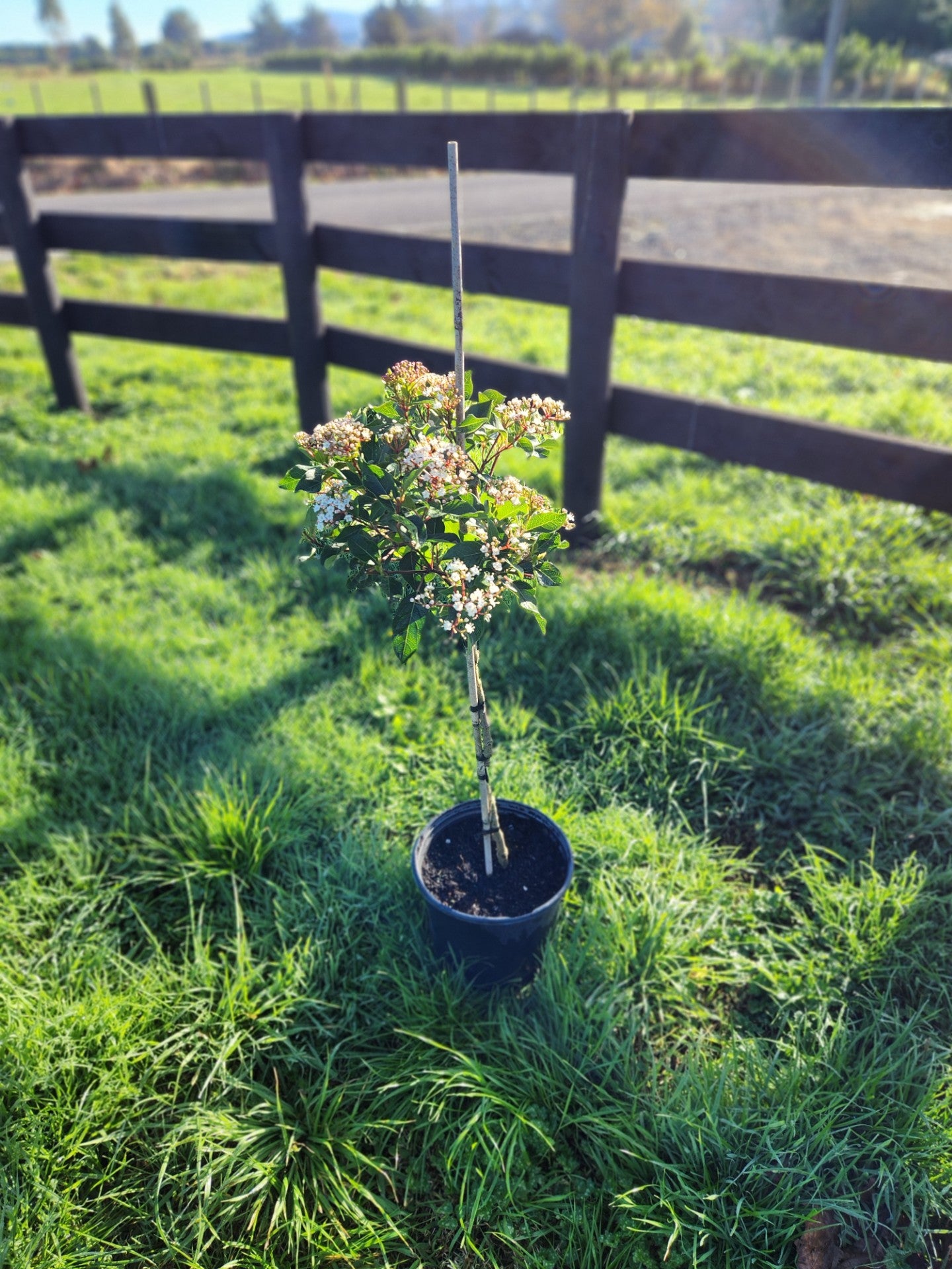 Viburnum Eve Price - Standard Topiary