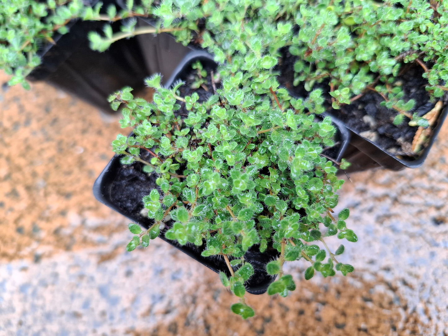 Thymus pseudolanuginosus (Woolly Thyme)
