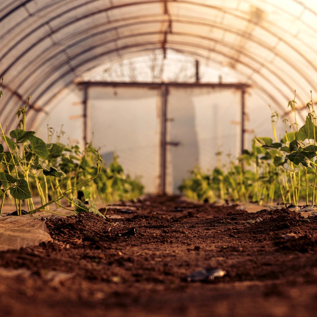 Fertiliser & Plant Care