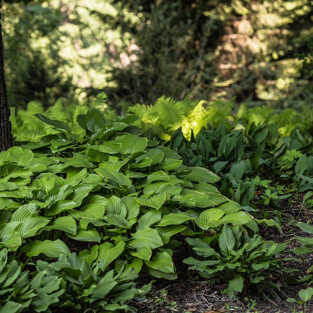 Shade-Loving Plants