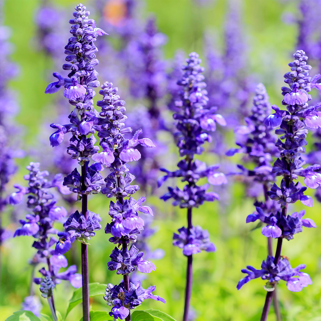 Perennials