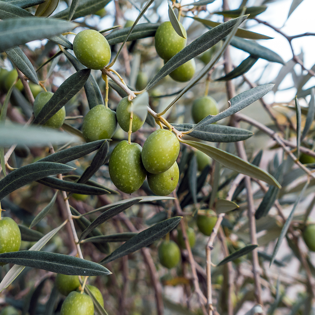 Specimen Plants