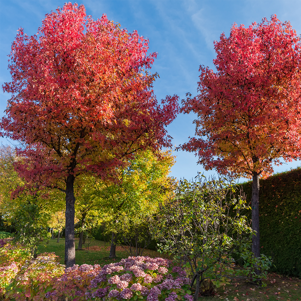 Trees