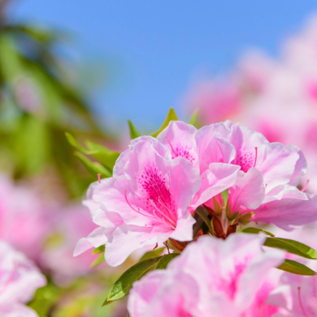 Flowering Plants