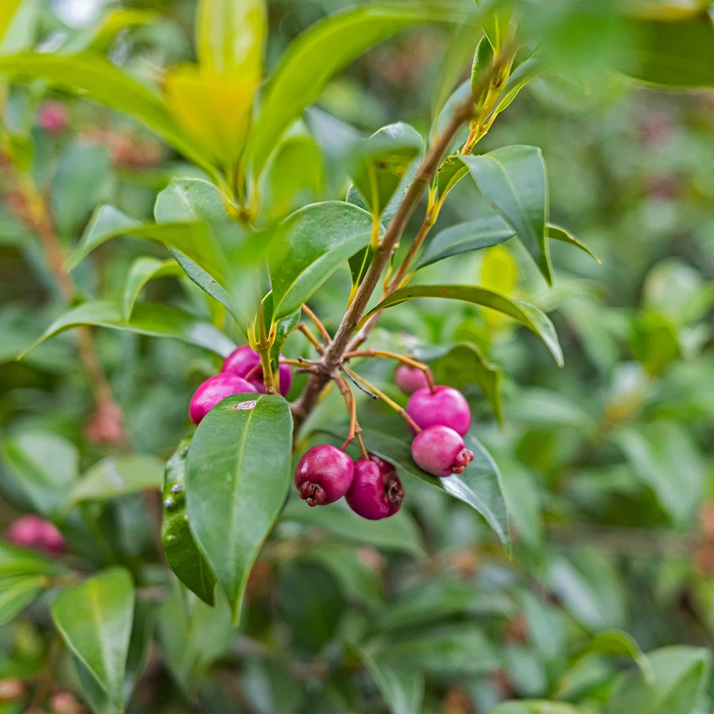 Hedging & Screening