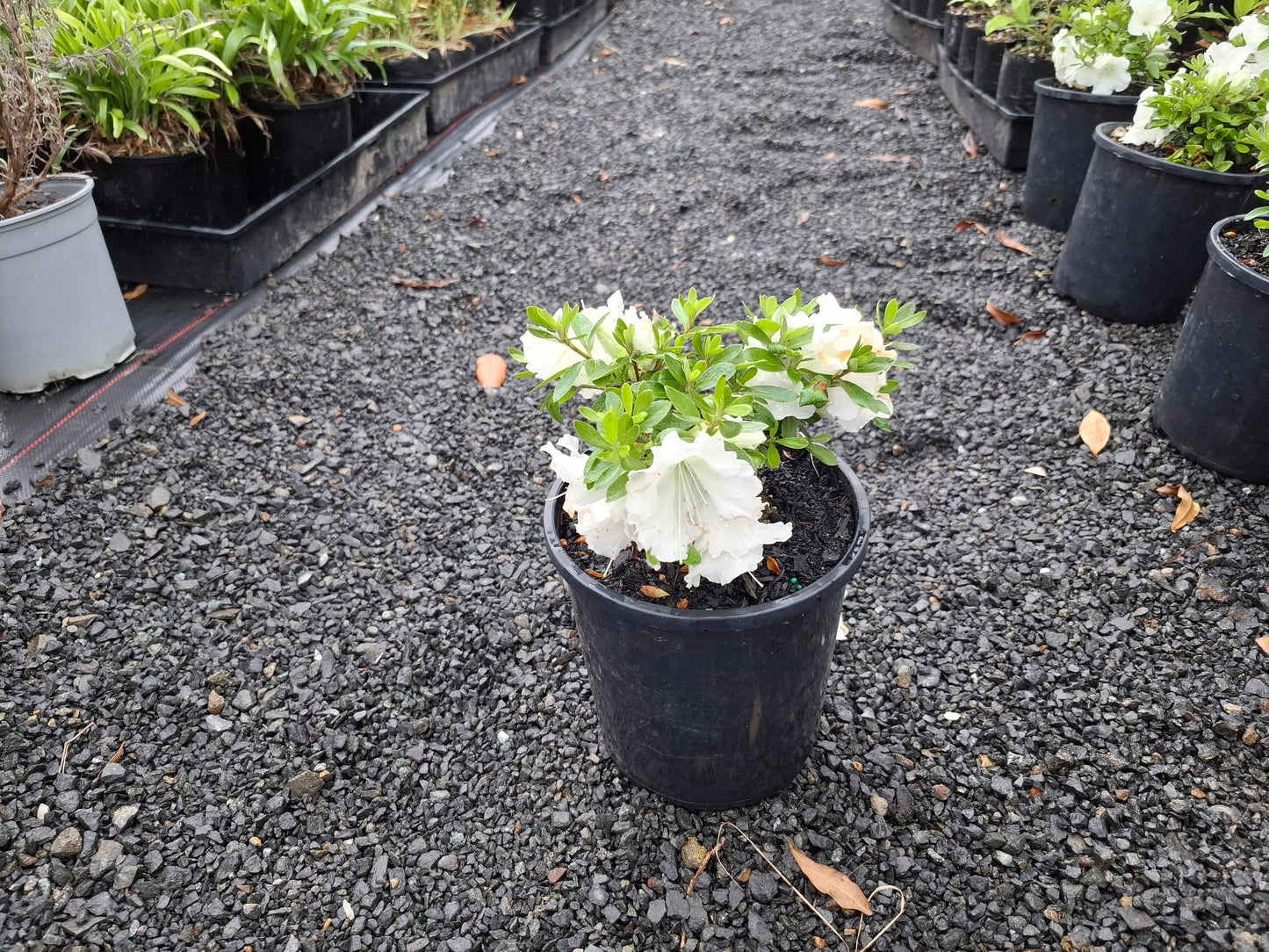 Azalea Gumpo White