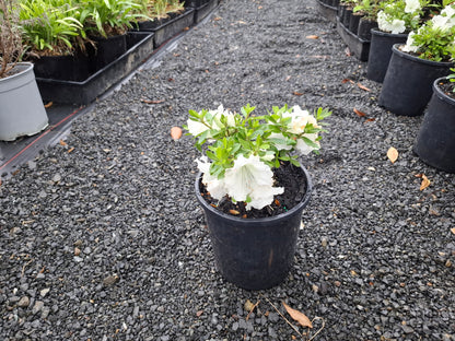 Azalea Gumpo White