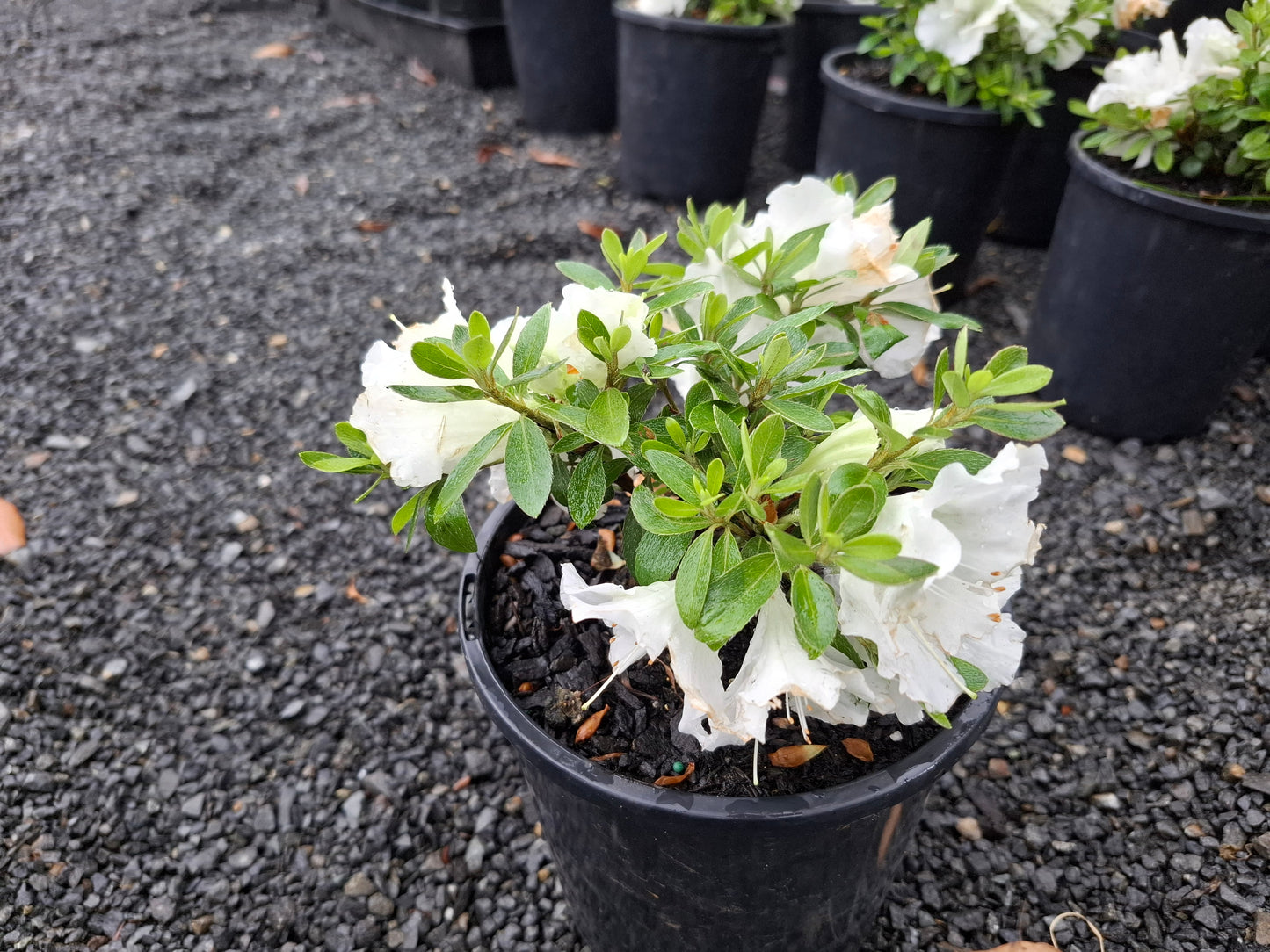 Azalea Gumpo White
