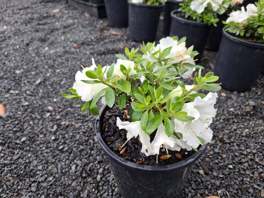 Azalea Gumpo White