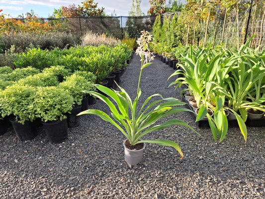 Arthropodium ‘Matapouri Bay’ (Reinga Reinga Lily)