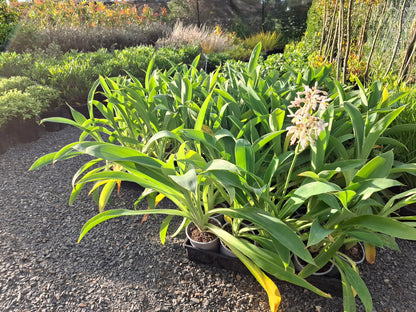 Arthropodium ‘Matapouri Bay’ (Reinga Reinga Lily)
