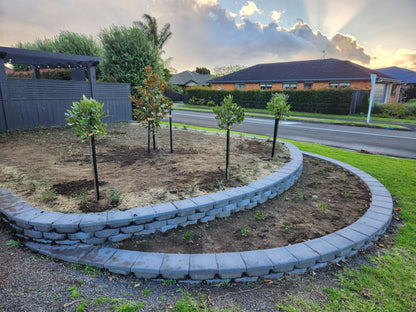 Bay Tree (Laurus Nobilis) - Standard Topiary