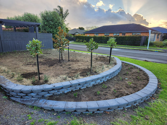 Bay Tree (Laurus Nobilis) - Standard Topiary