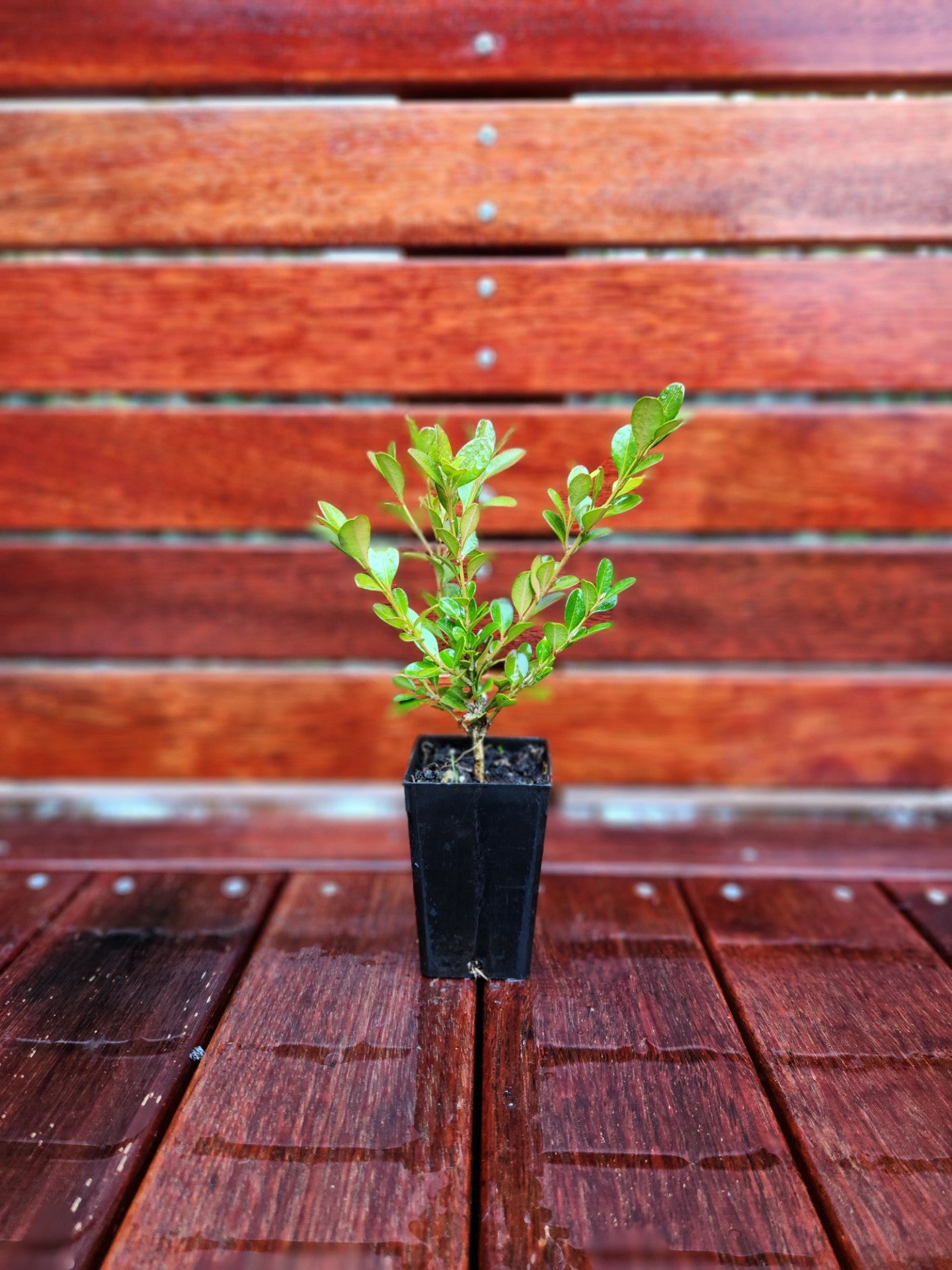Buxus Green Gem
