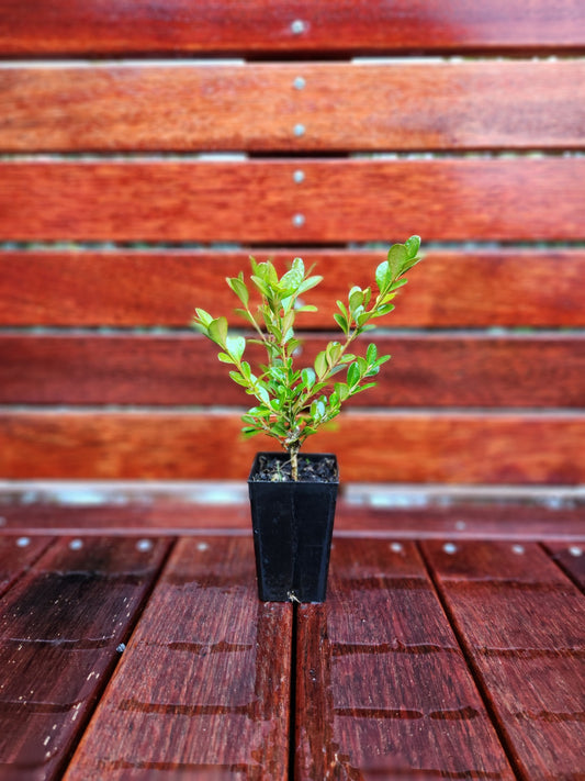 Buxus Green Gem