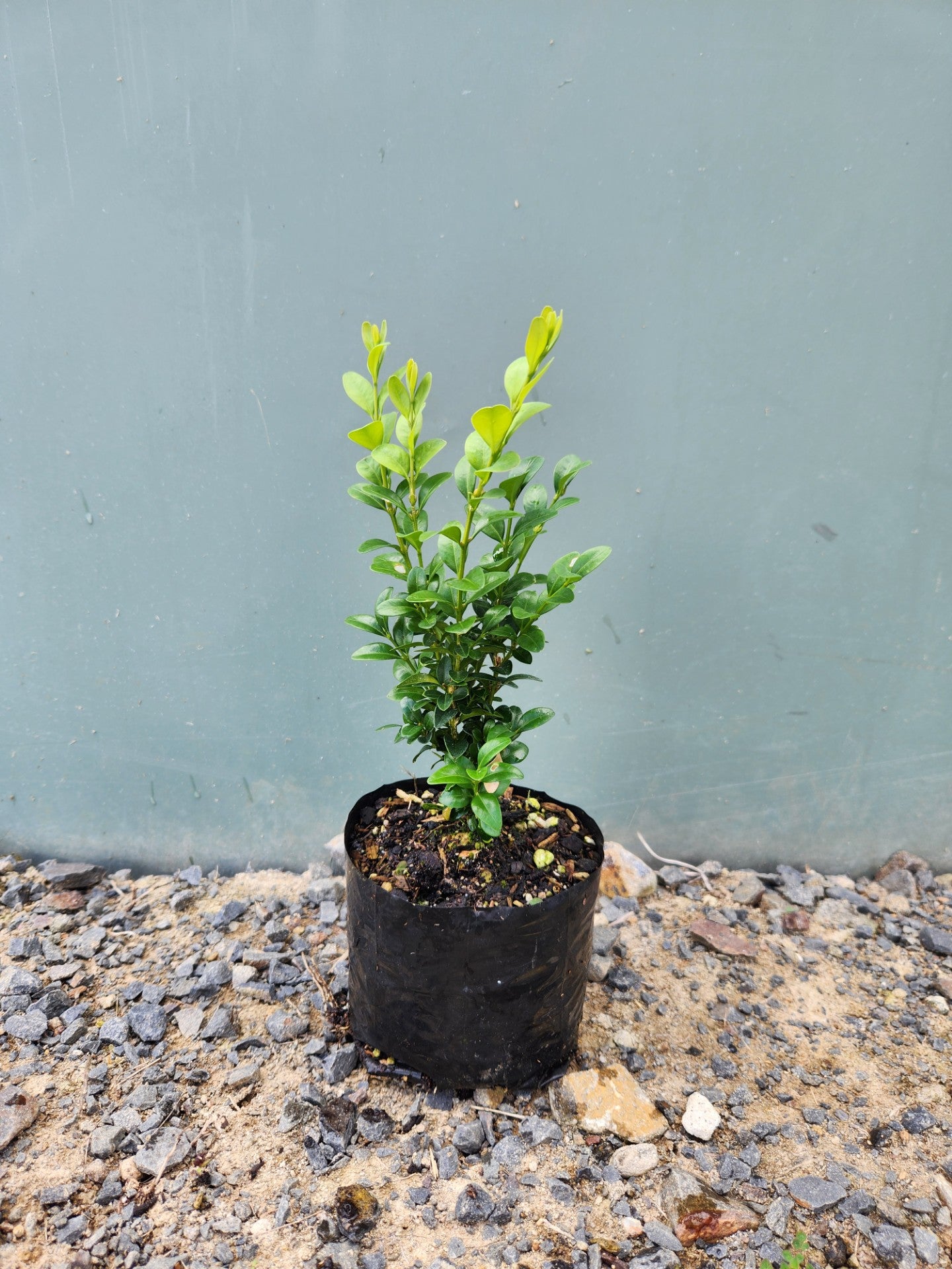 Buxus Sempervirens