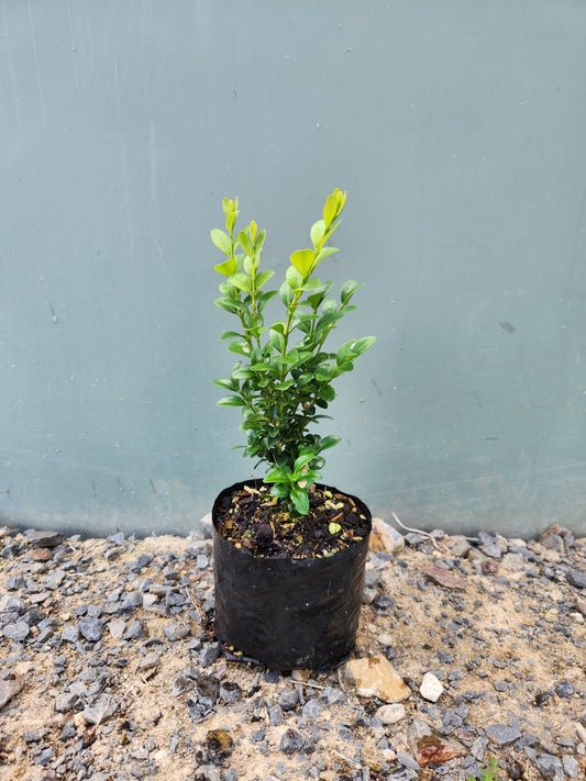 Buxus Sempervirens