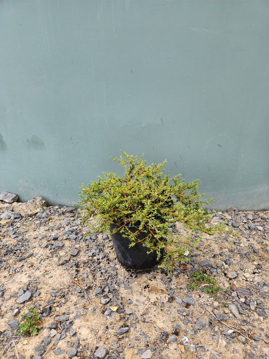 Coprosma Hawera