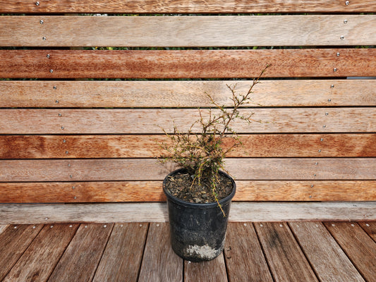 Coprosma 'Red Rocks