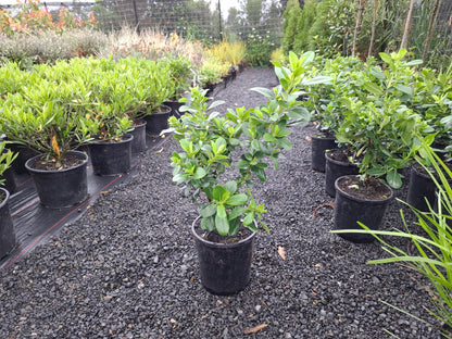 Escallonia Pink Elle