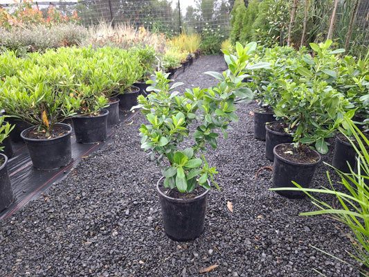 Escallonia Pink Elle