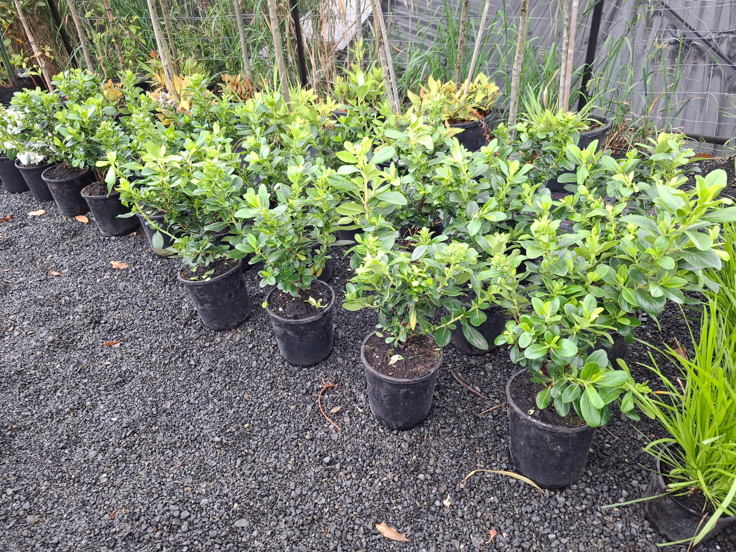 Escallonia Pink Elle