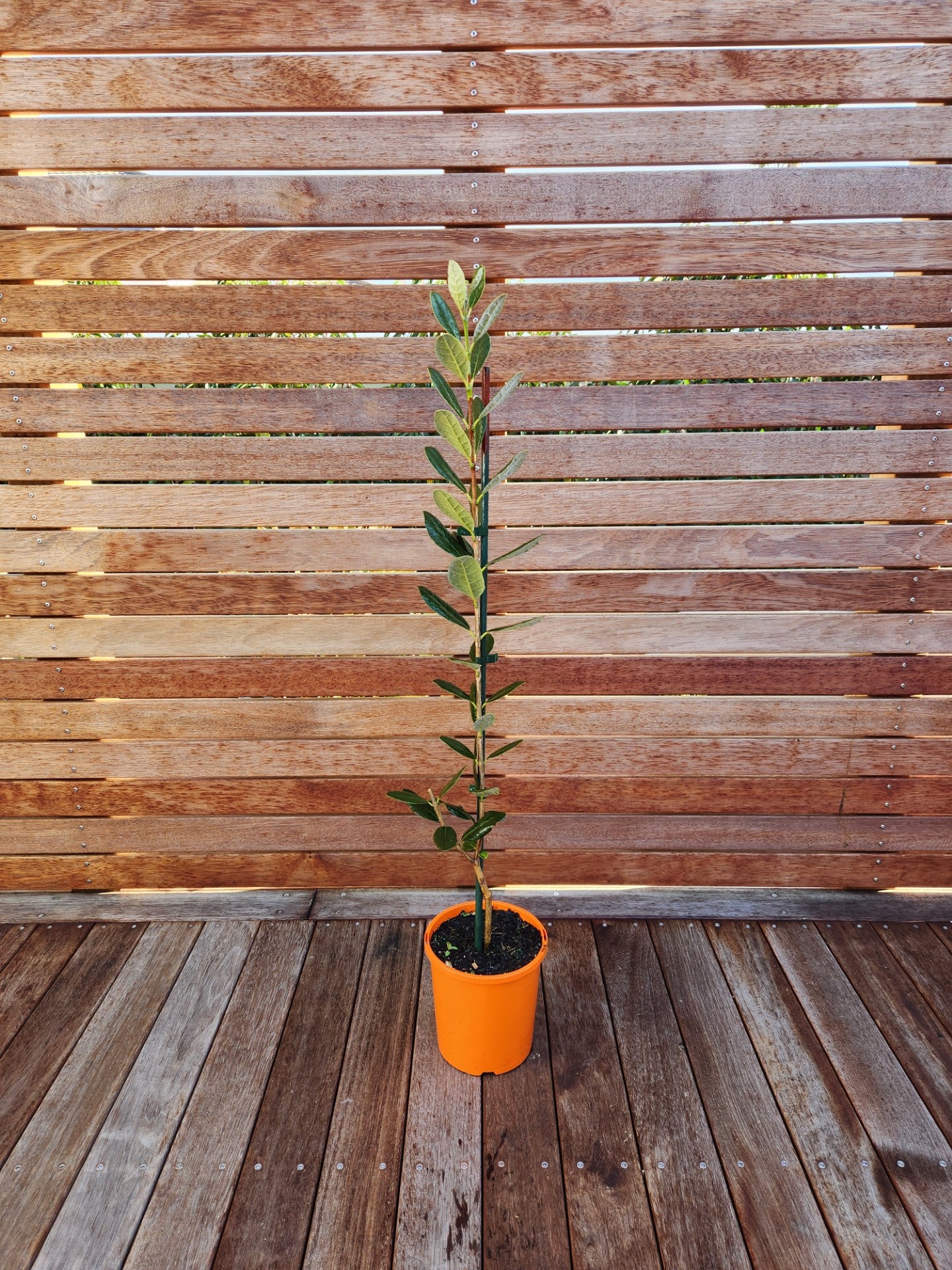 Feijoa Apollo