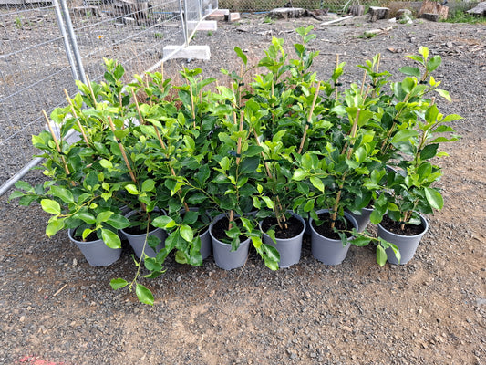 Ficus Tuffy (Ficus microcarpa ‘Tuffy’)