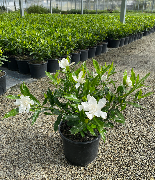 Gardenia Snow Puff