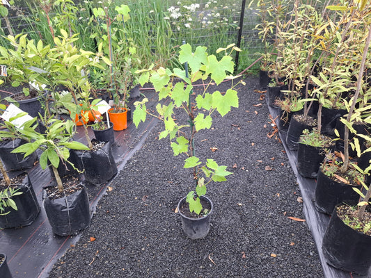 Grape ‘Niagara’ – White Table Grape