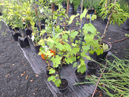 Grape ‘Niagara’ – White Table Grape