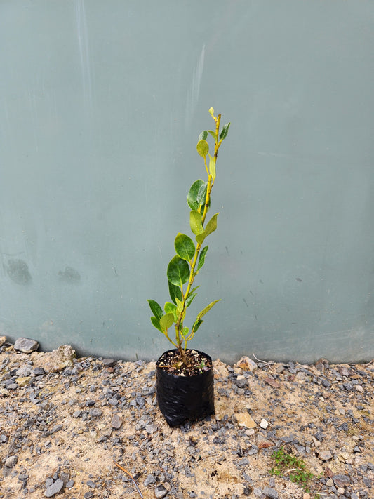 Griselinia Littoralis 'Ardmore Emerald'