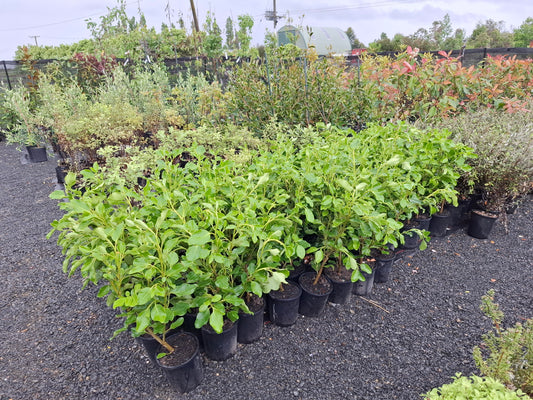 Griselinia Littoraris Broadway Mint